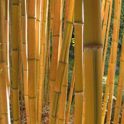 Bambou Phyllostachys aureo. Spect